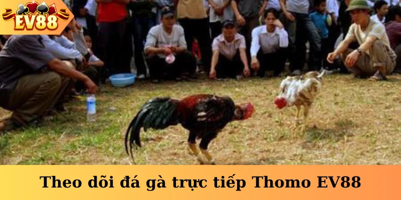 Theo dõi đá gà trực tiếp Thomo EV88